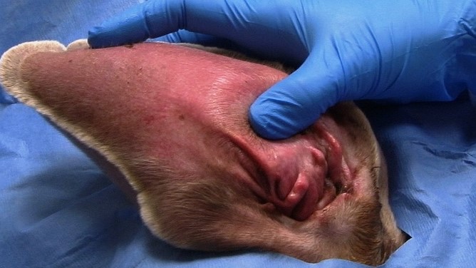 Aural Hematoma Aural Hematoma