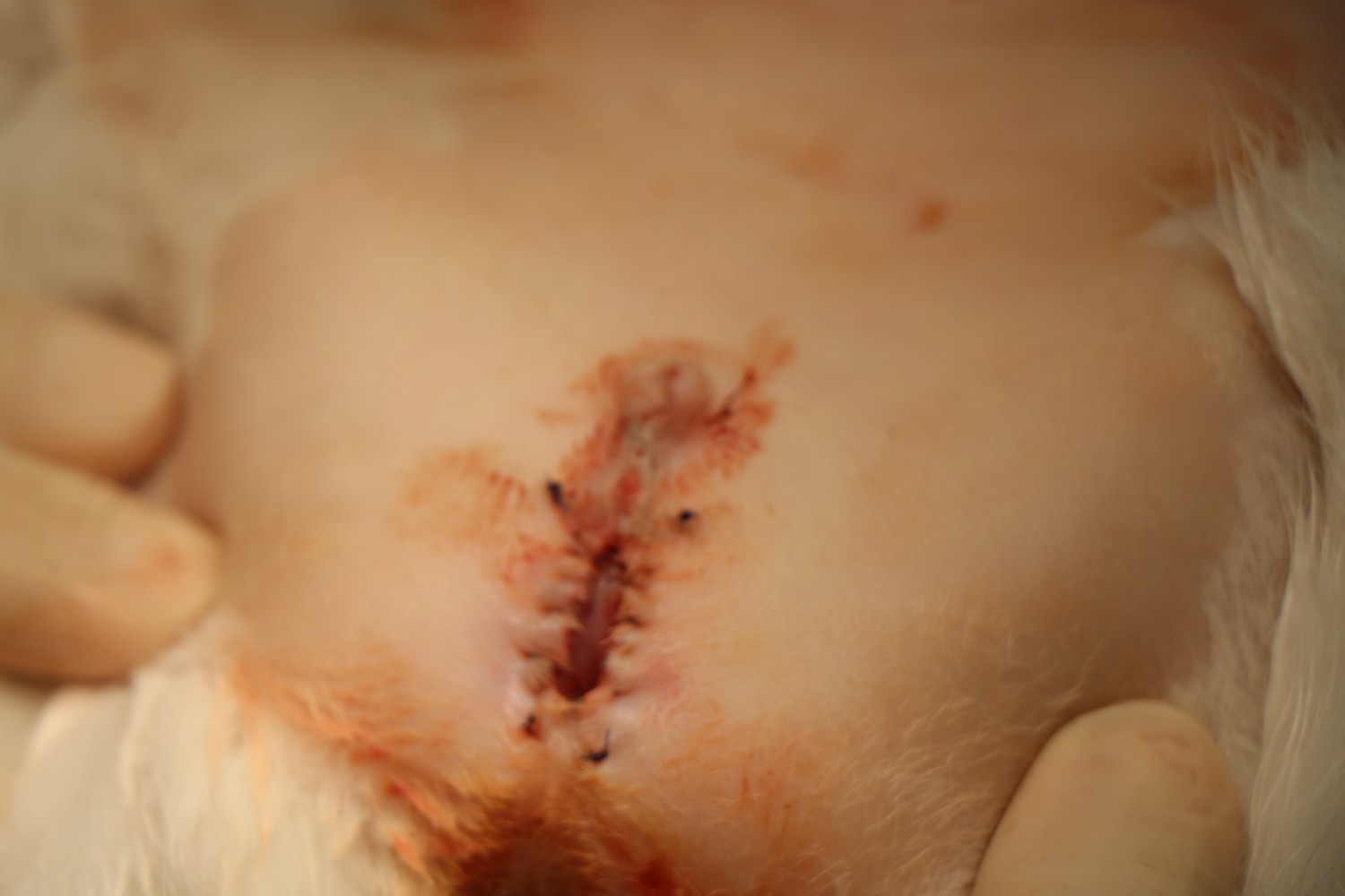 Cystotomy & Urethrostomy Cystotomy & Urethrostomy