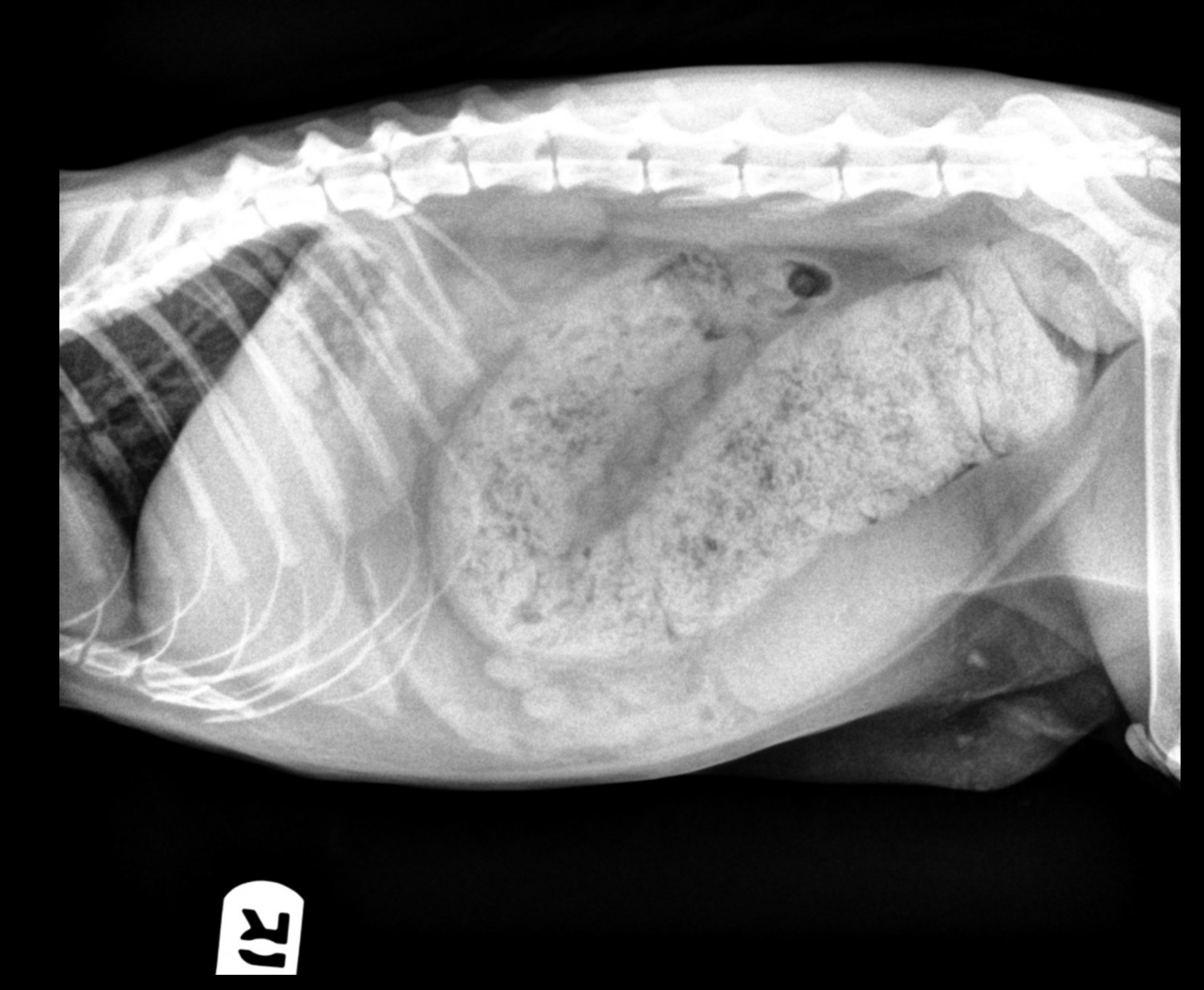 Subtotal Colectomy (Feline)